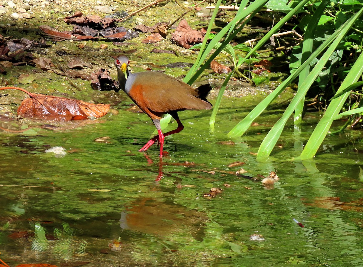 Gray-cowled Wood-Rail - Manuel Pérez R.