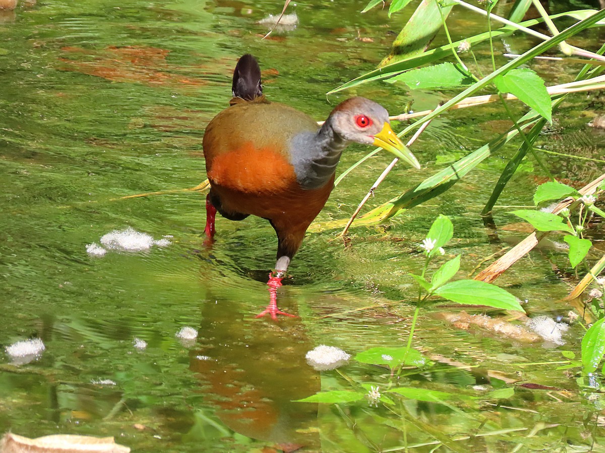 Gray-cowled Wood-Rail - Manuel Pérez R.