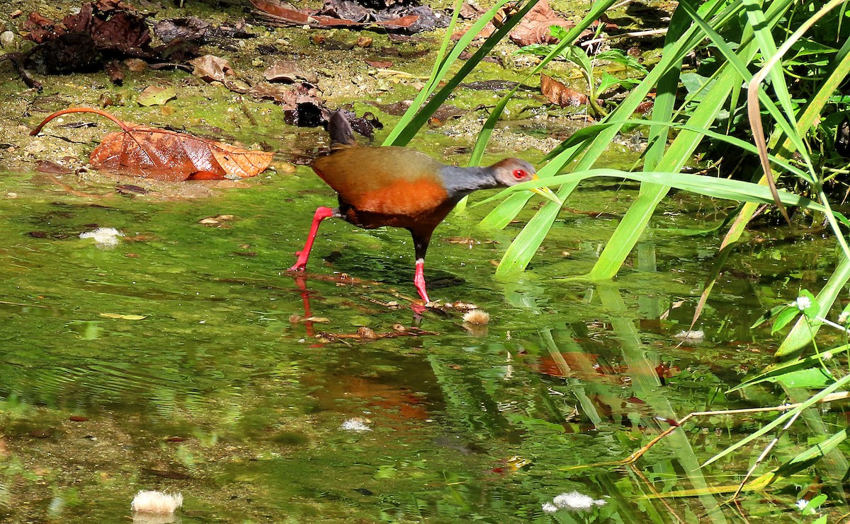 Gray-cowled Wood-Rail - Manuel Pérez R.