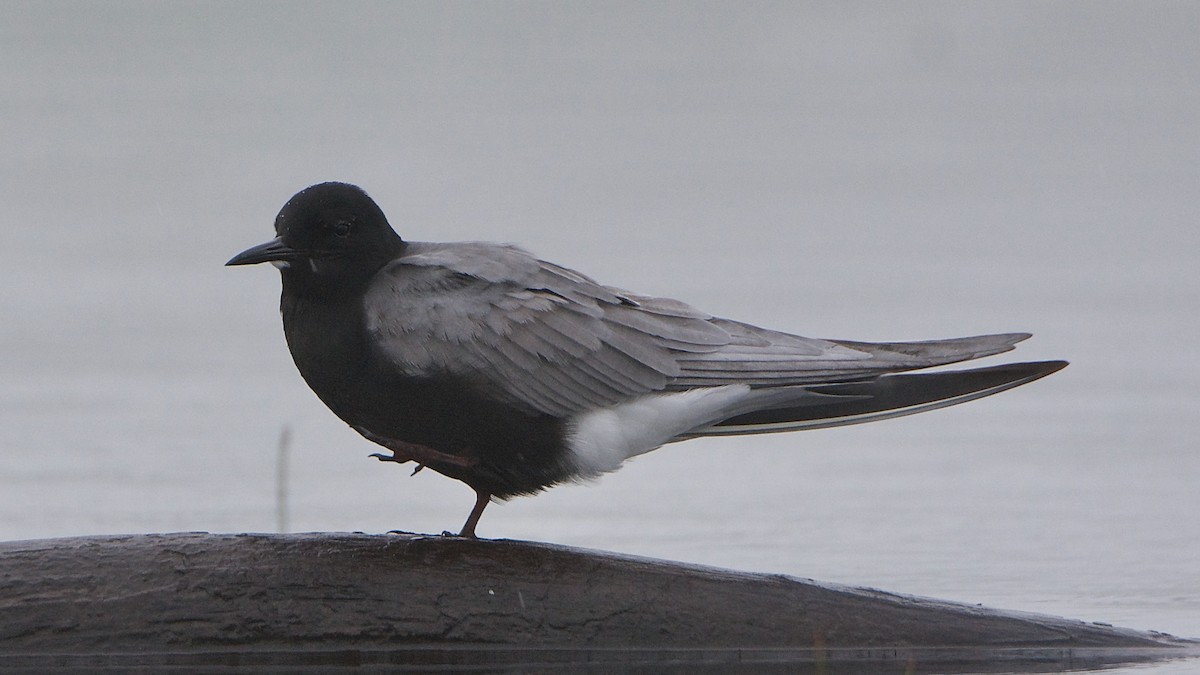 Black Tern - John Wyatt