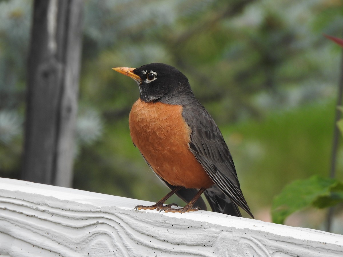 American Robin - ML582575371