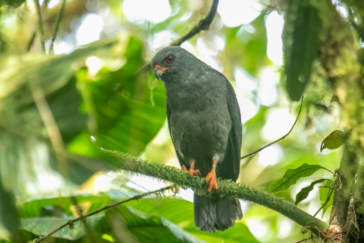 Plumbeous Hawk - ML582577601