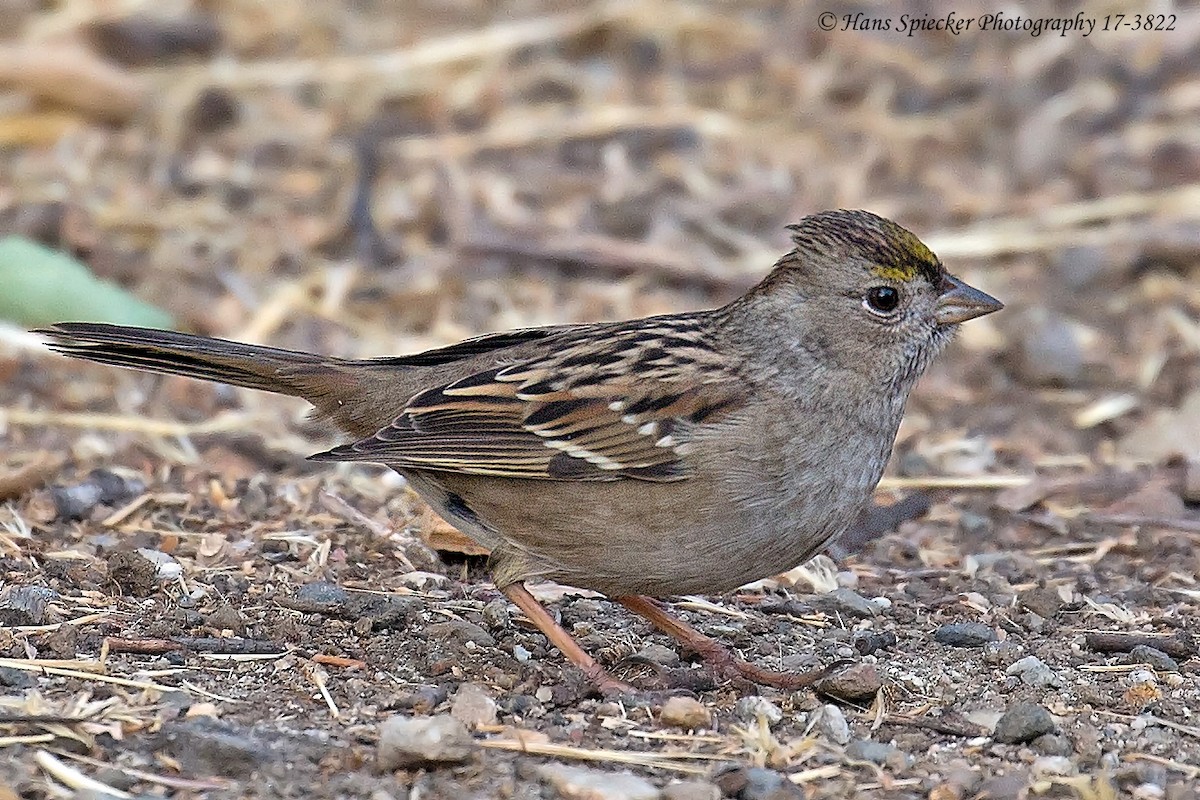 Golden-crowned Sparrow - Hans Spiecker