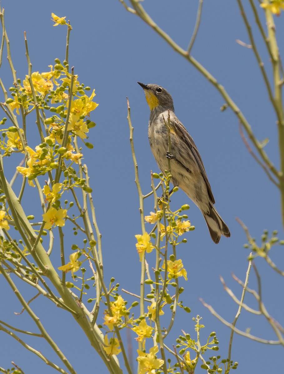 Yellow-rumped Warbler (Audubon's) - ML582578741