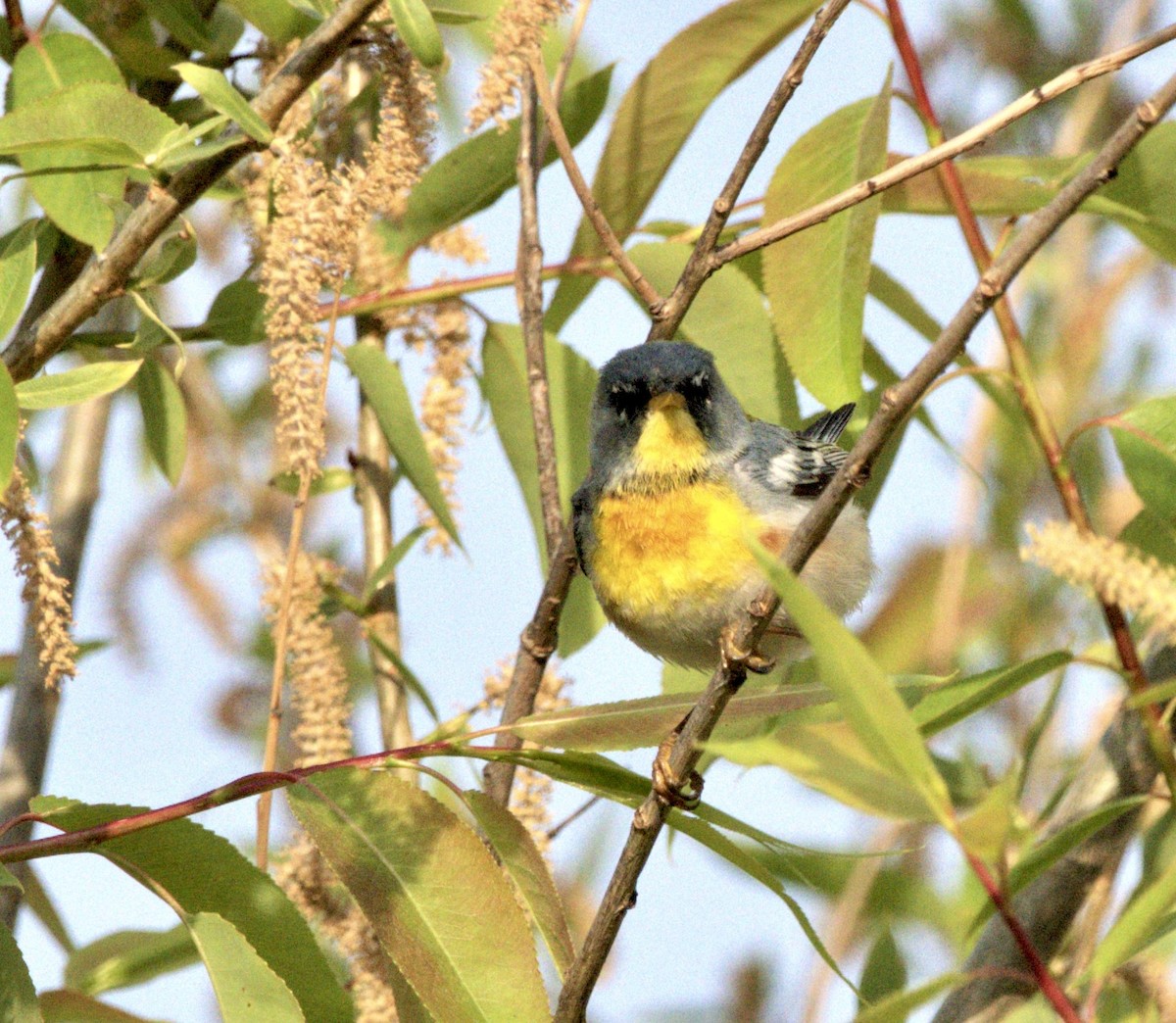 Northern Parula - ML582579531