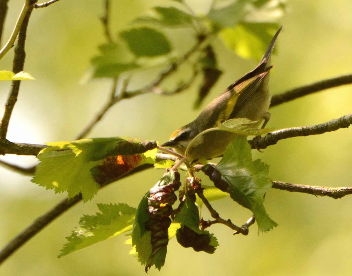 Golden-winged Warbler - ML58258091