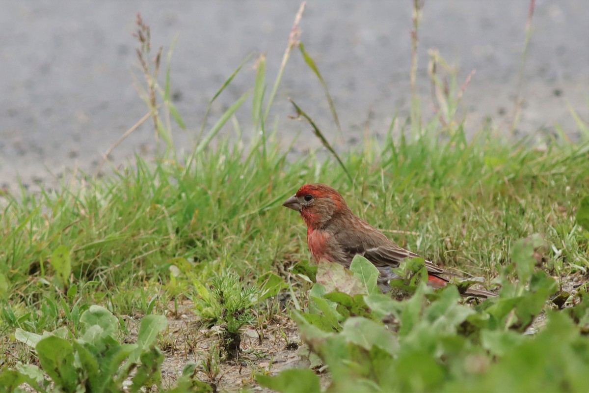 House Finch - ML582581161