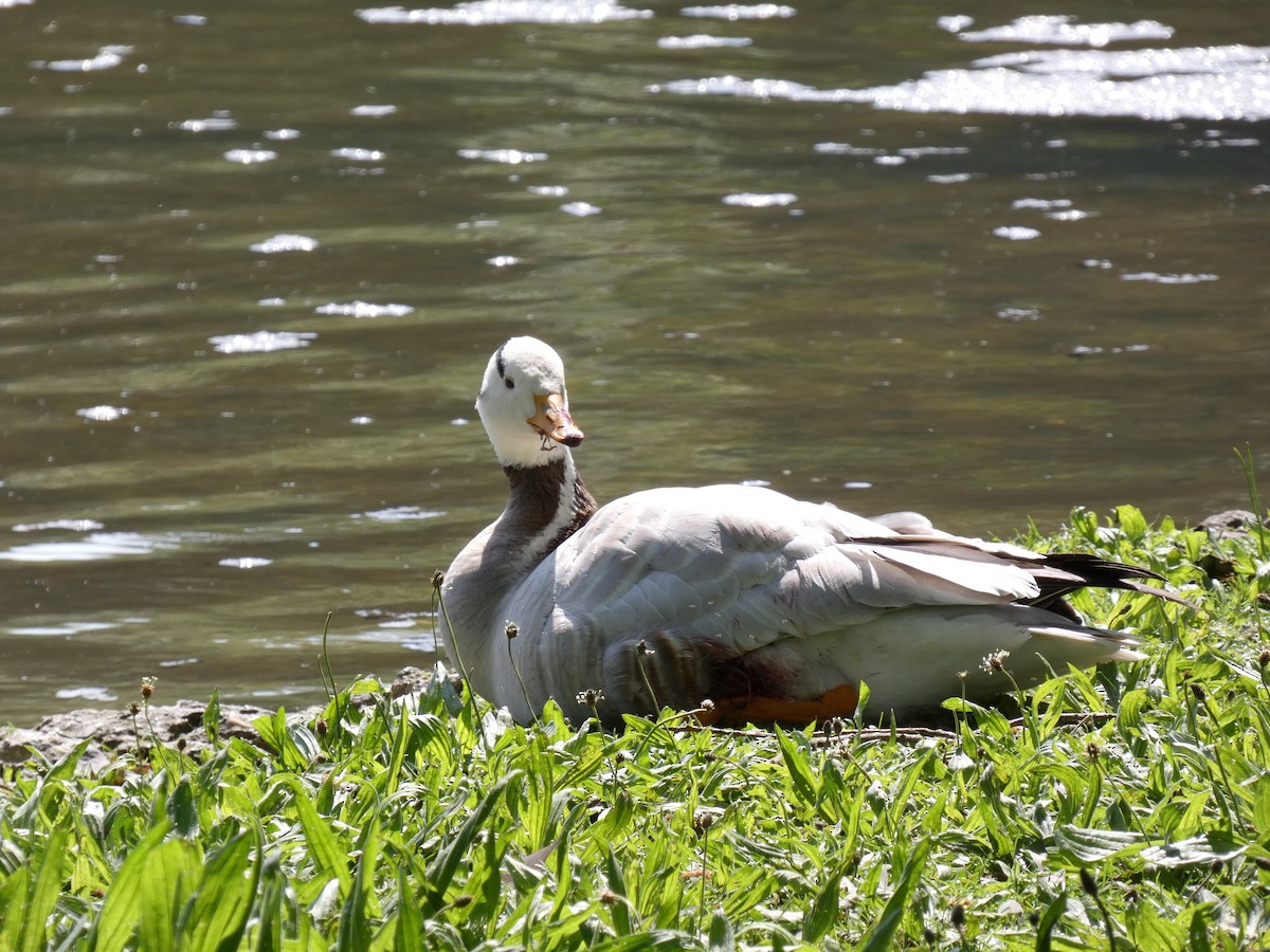 Bar-headed Goose - Francisco Javier Calvo lesmes