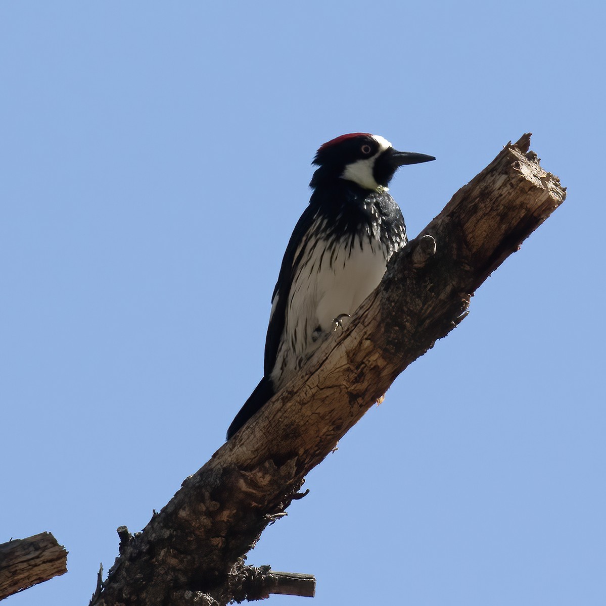 Acorn Woodpecker - ML582585531