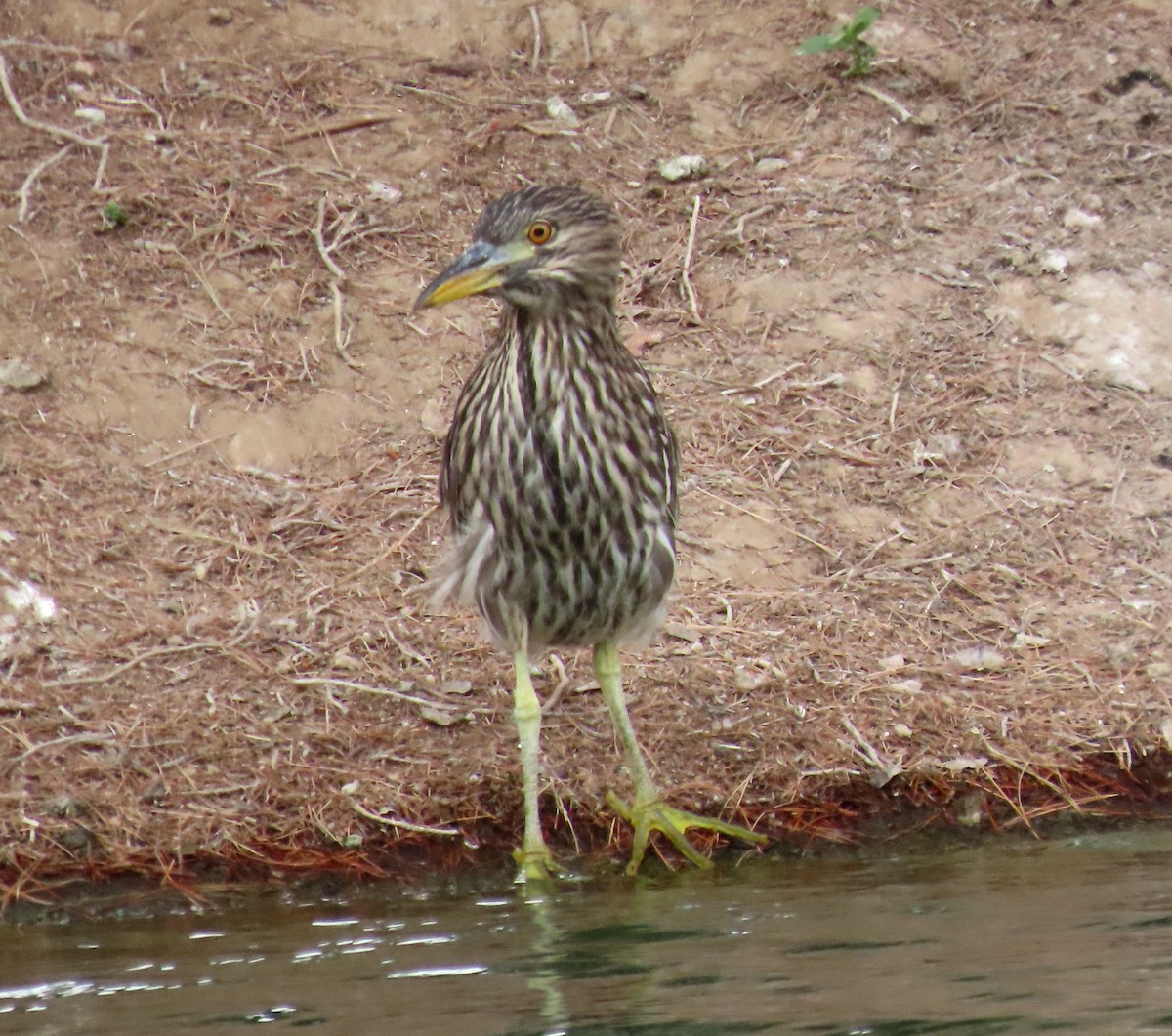 Black-crowned Night Heron - Ruth Gravance