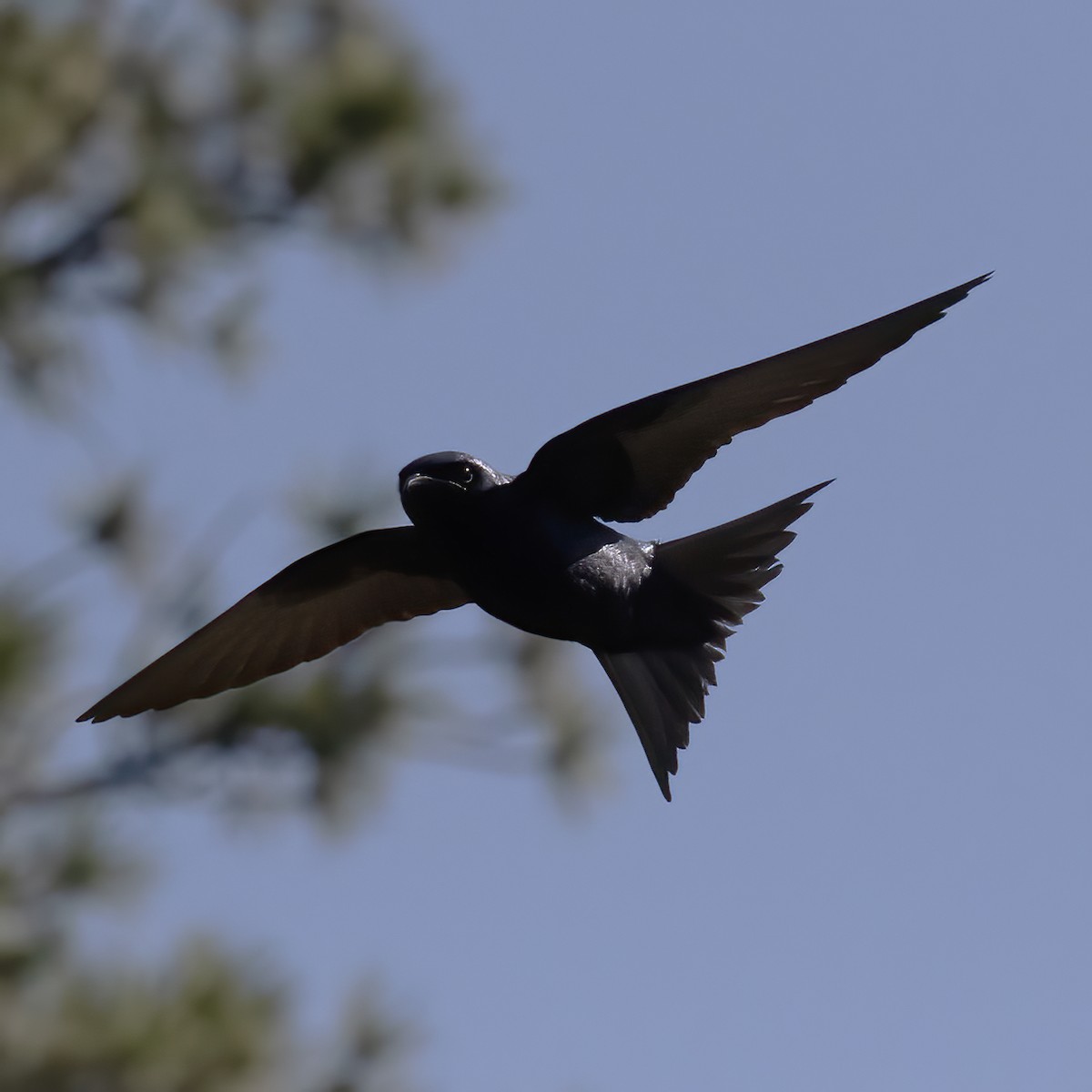 Purple Martin - ML582585941