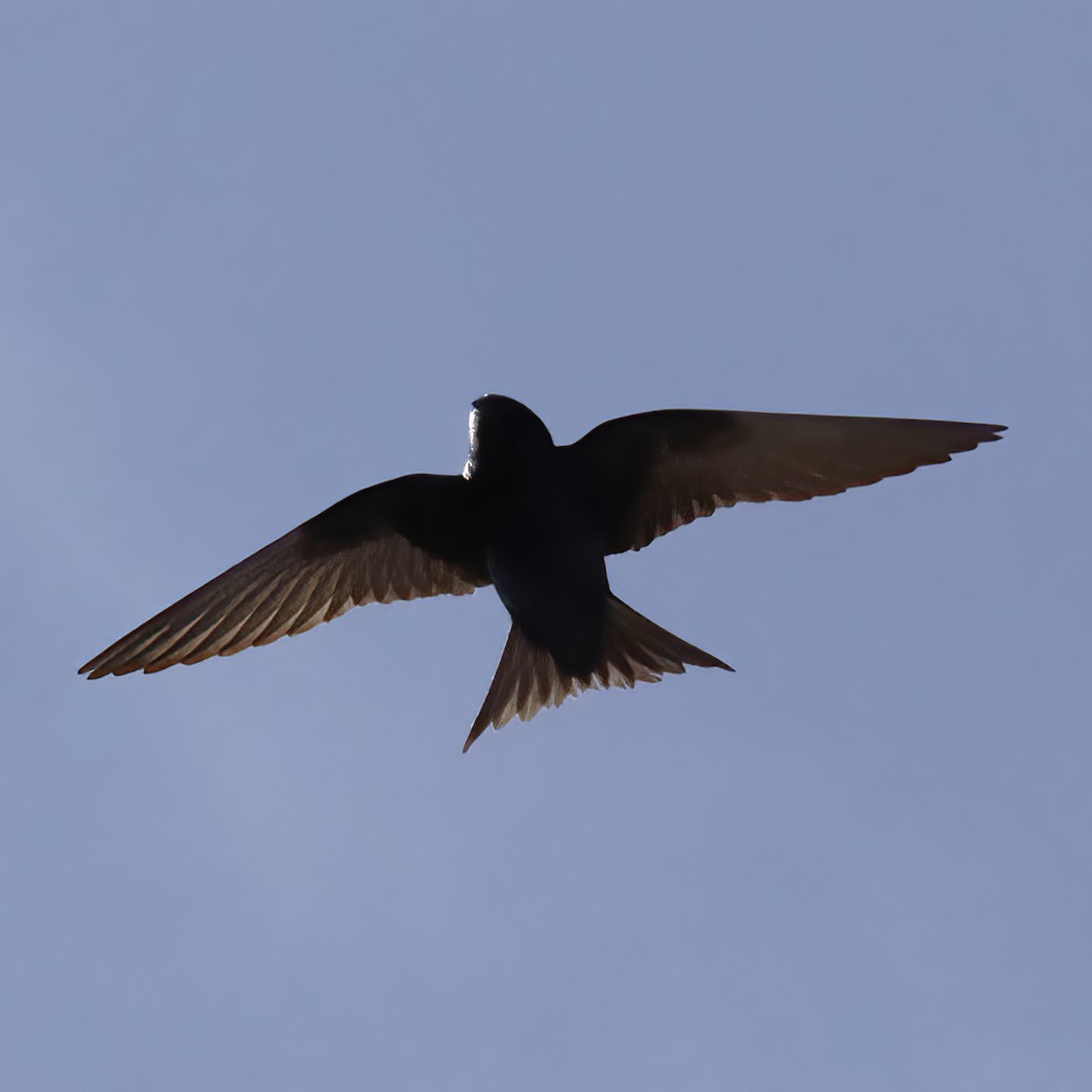 Purple Martin - ML582585951