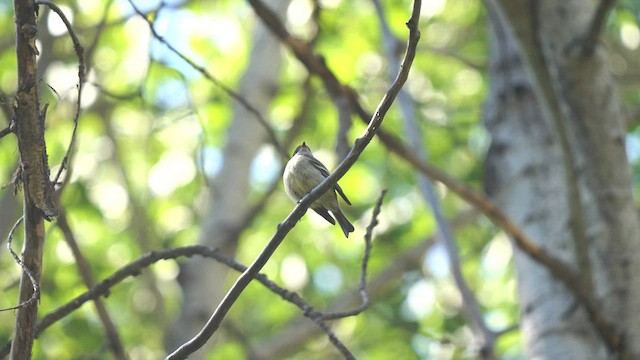 Hammond's Flycatcher - ML582586101