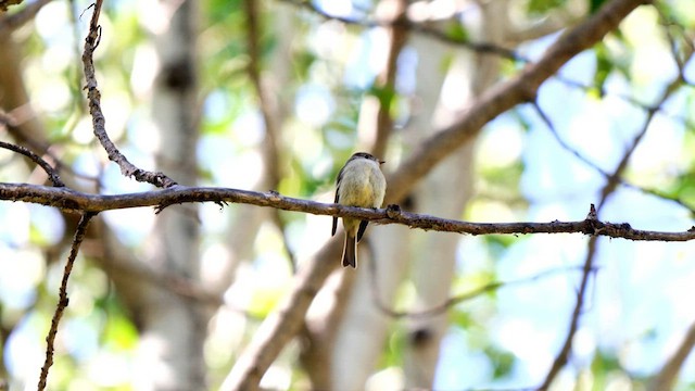 Hammond's Flycatcher - ML582586141