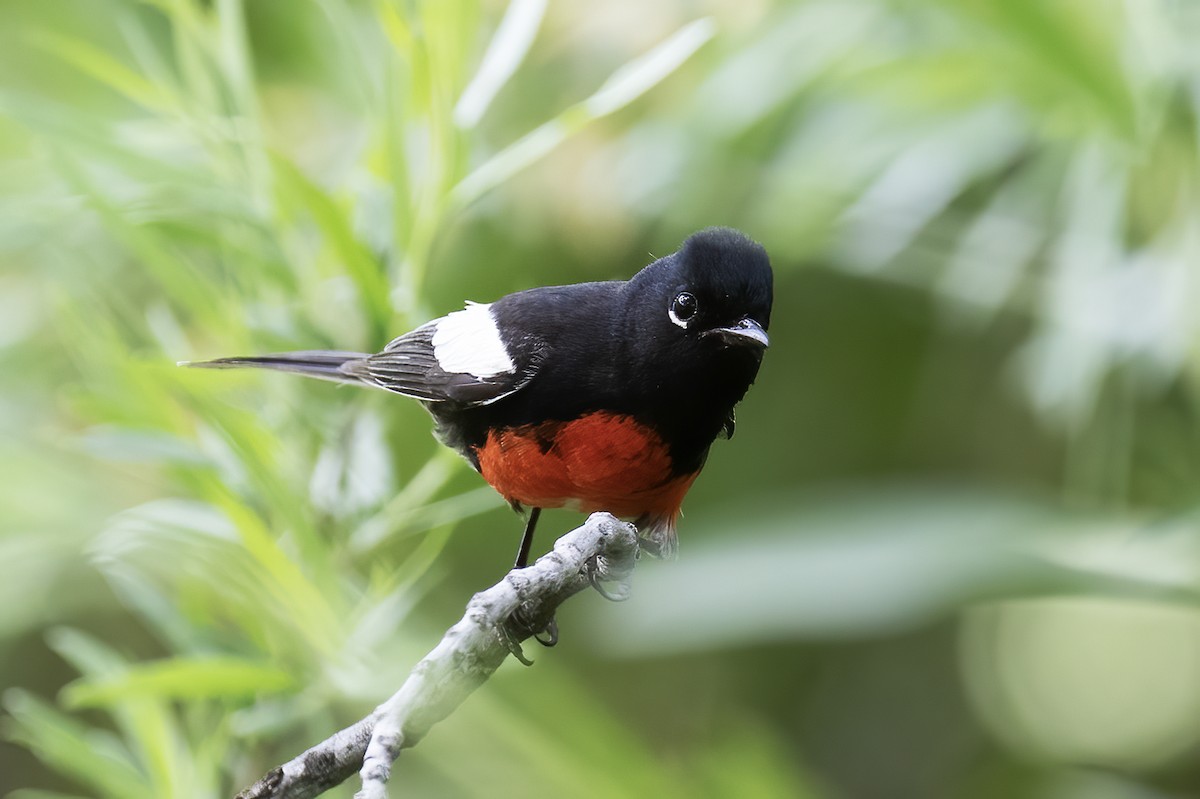 Painted Redstart - ML582586561