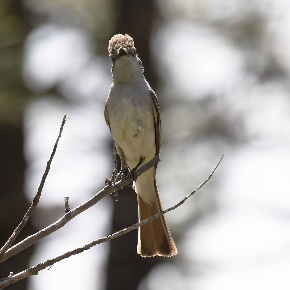 Ash-throated Flycatcher - ML582586911