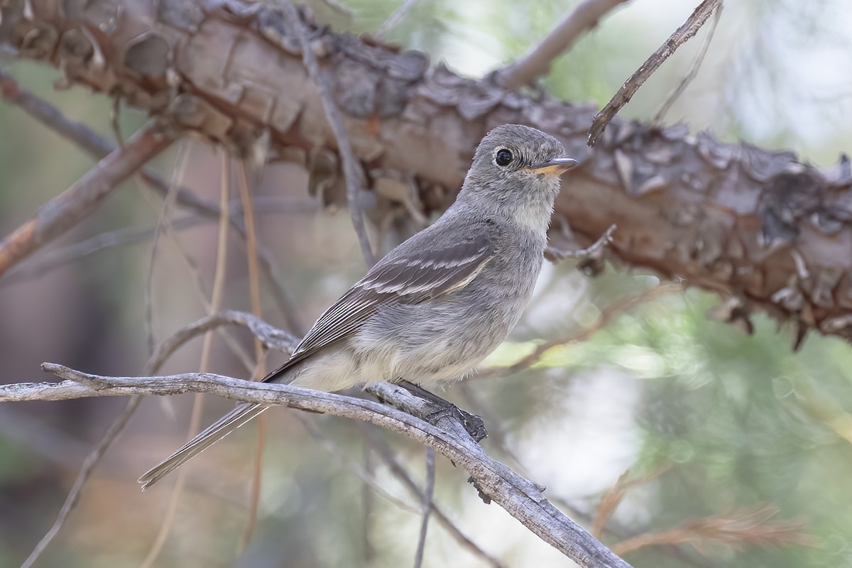 Gray Flycatcher - ML582587001