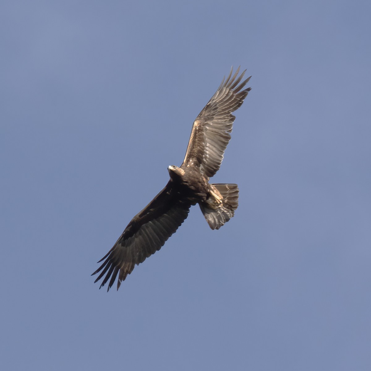 Golden Eagle - Gary Rosenberg