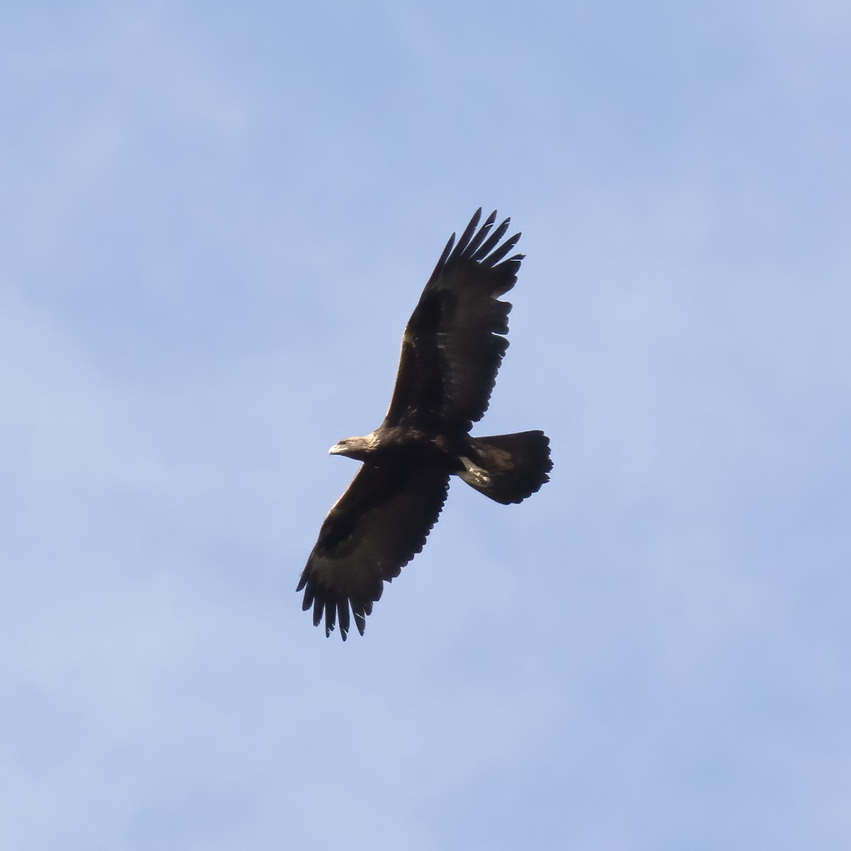 Golden Eagle - Gary Rosenberg