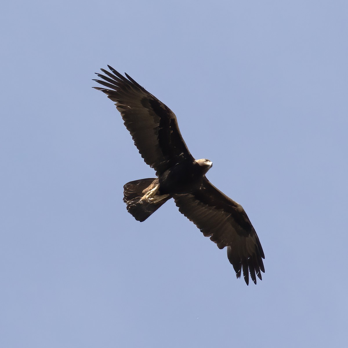 Golden Eagle - Gary Rosenberg