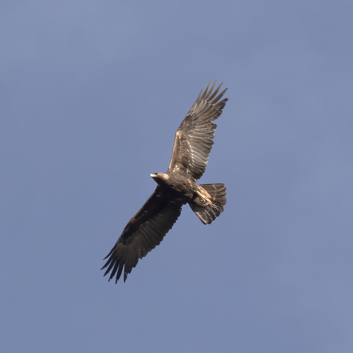 Golden Eagle - Gary Rosenberg