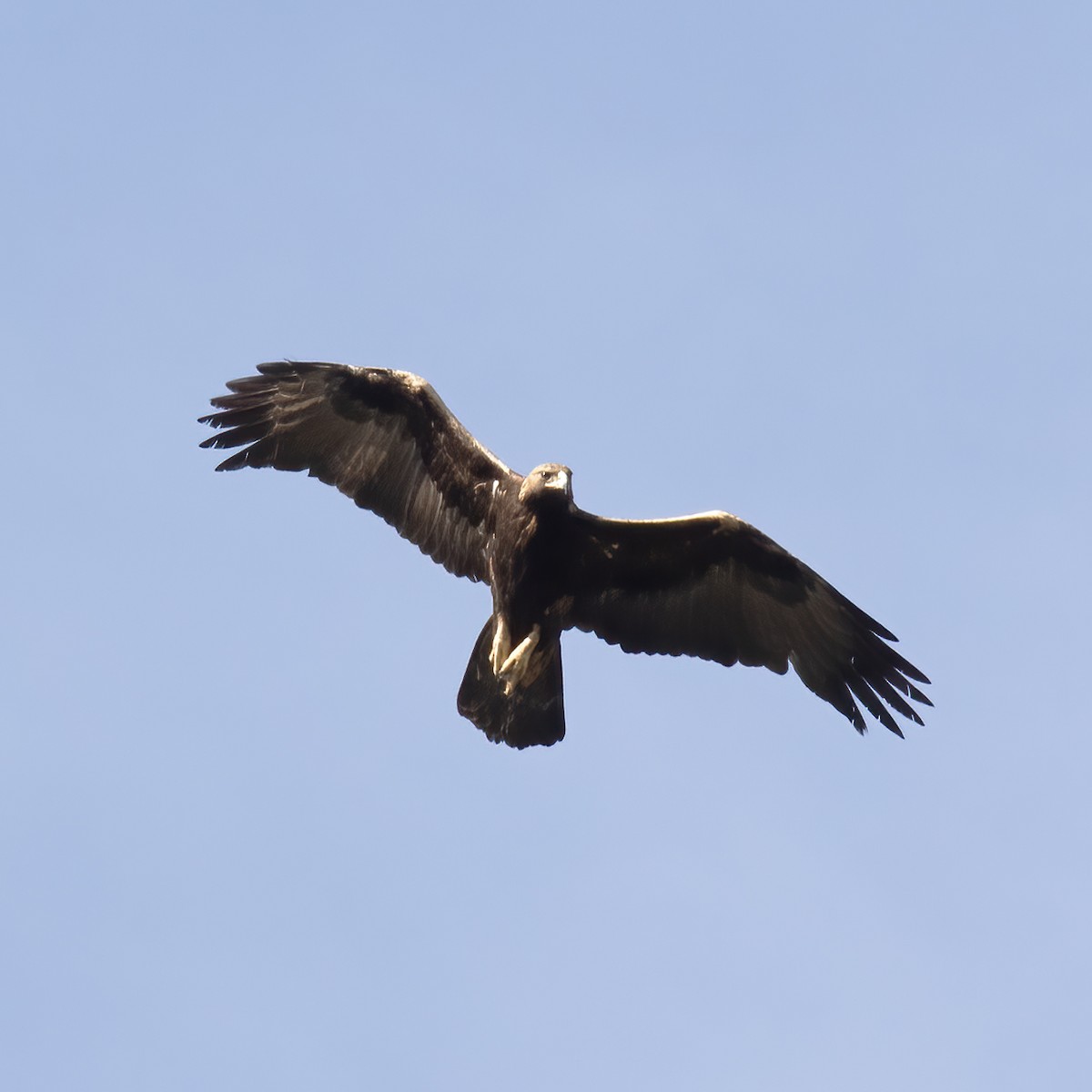 Golden Eagle - Gary Rosenberg