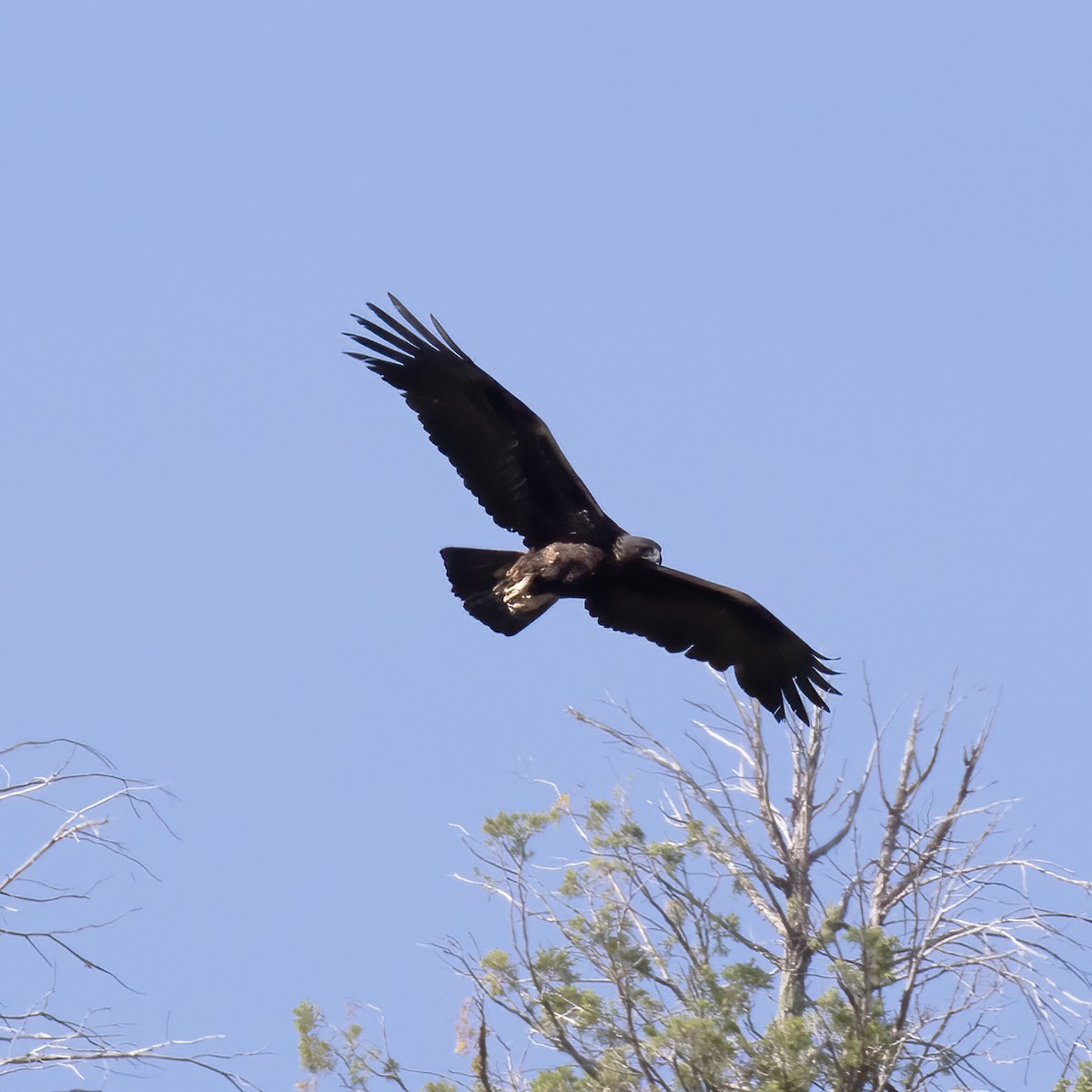 Golden Eagle - Gary Rosenberg