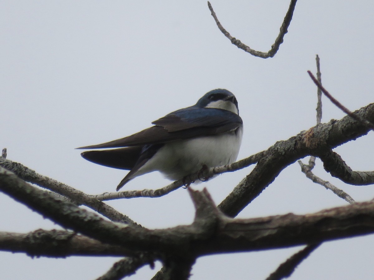 Tree Swallow - ML582589491