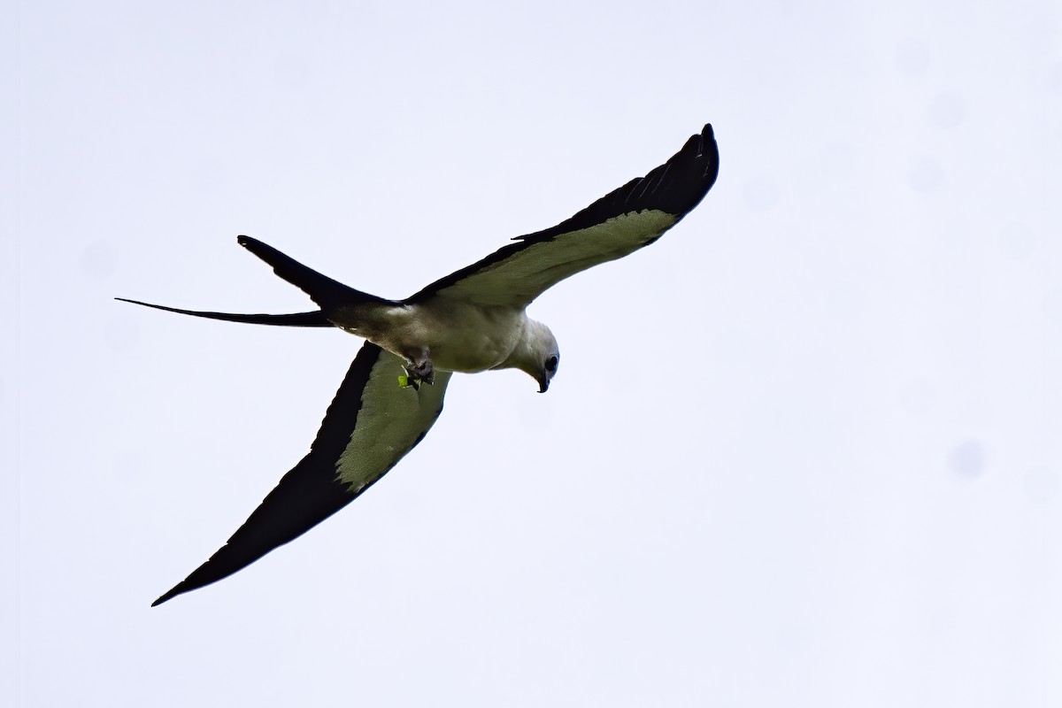 Swallow-tailed Kite - ML582589971