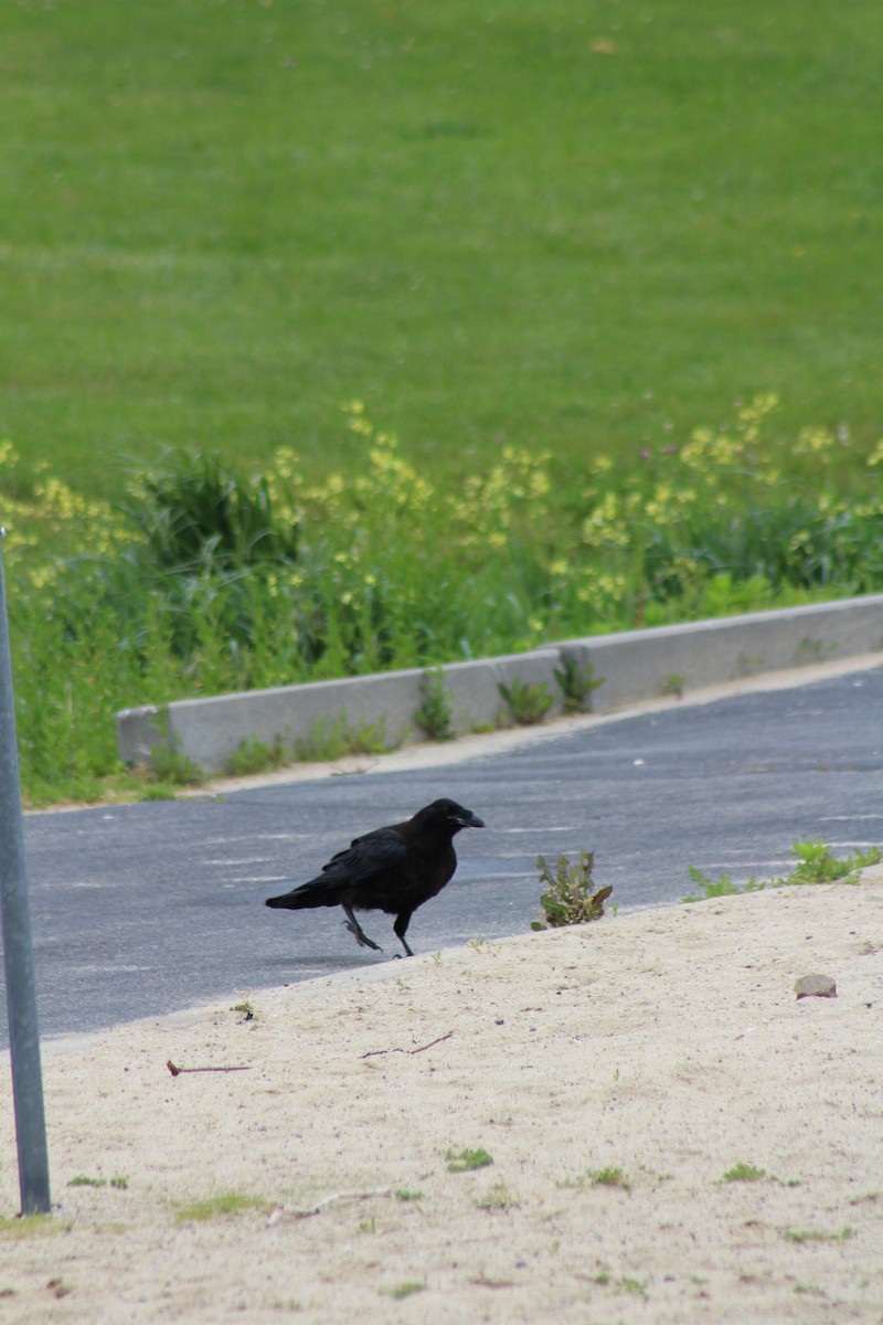 Common Raven - ML582590041