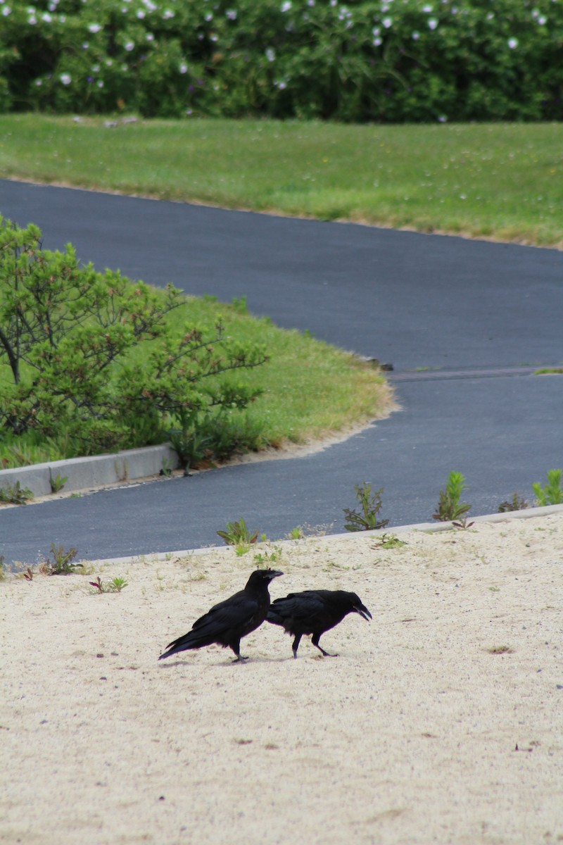 Common Raven - ML582590051