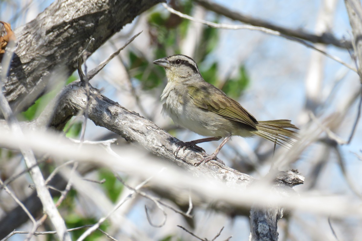 Tocuyo Sparrow - Juan Lopez (www.juanlopezbirdtours.com)