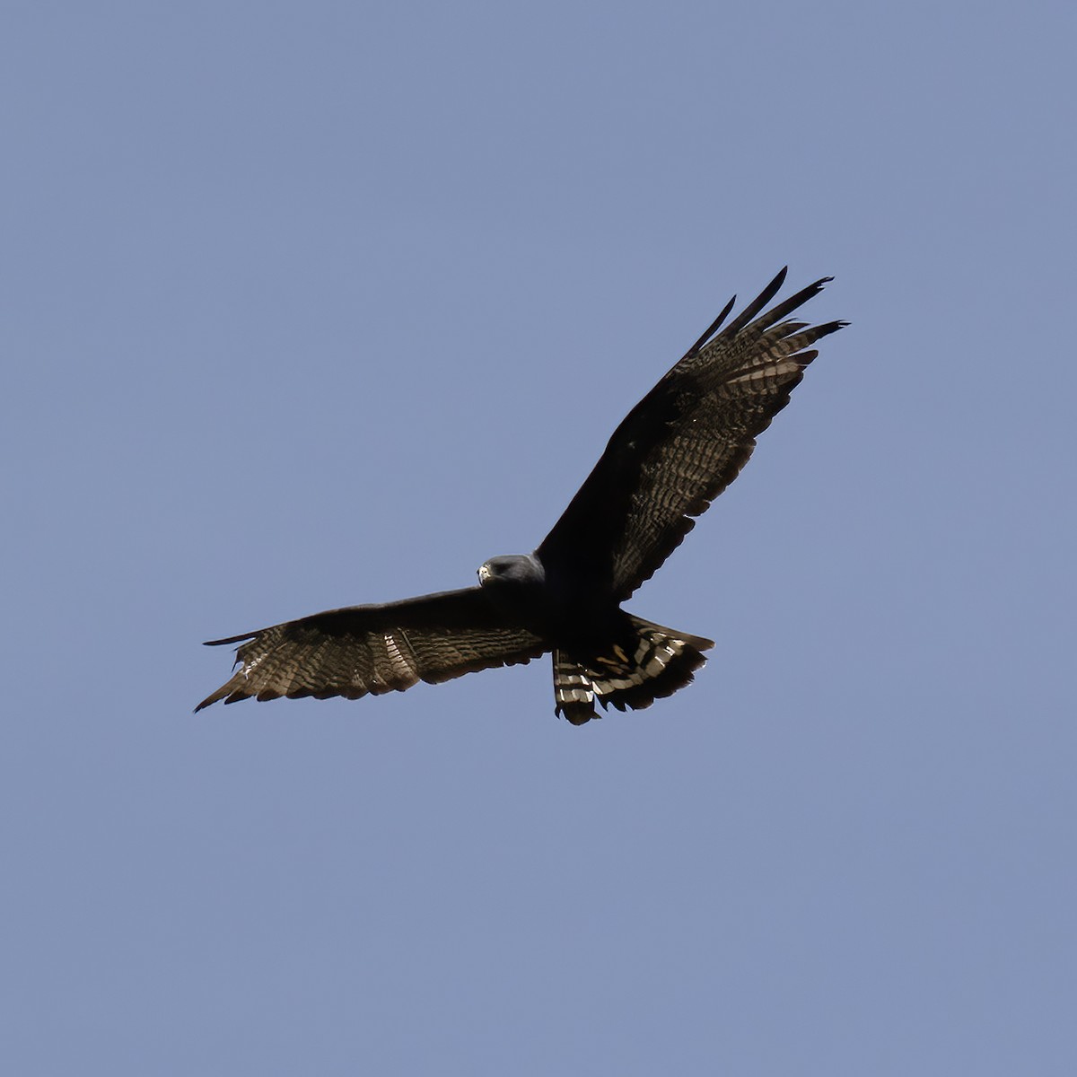 Zone-tailed Hawk - ML582590641