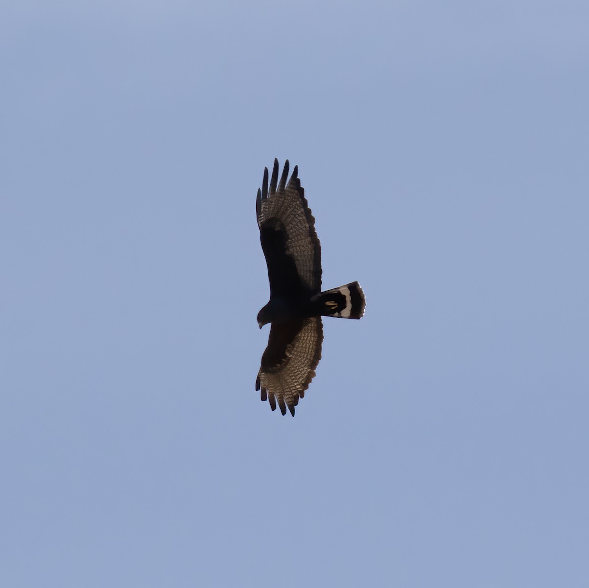 Zone-tailed Hawk - ML582590661