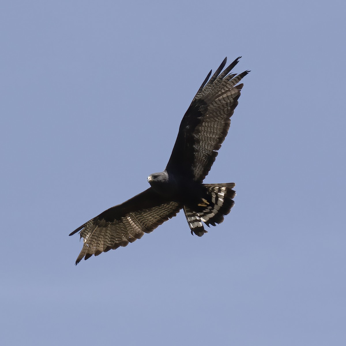 Zone-tailed Hawk - ML582590671