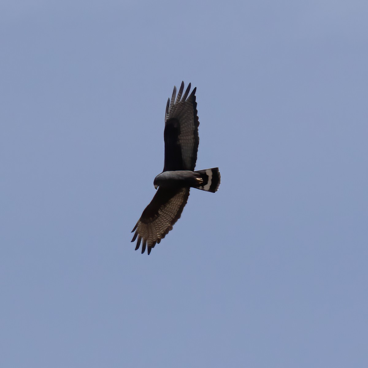 Zone-tailed Hawk - ML582590681