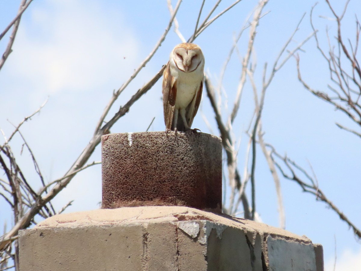 American Barn Owl - ML582590861
