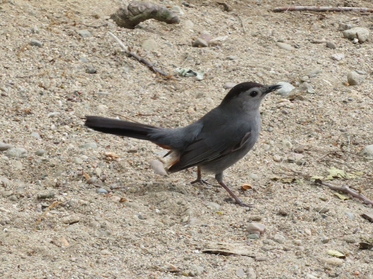 Gray Catbird - ML582591771