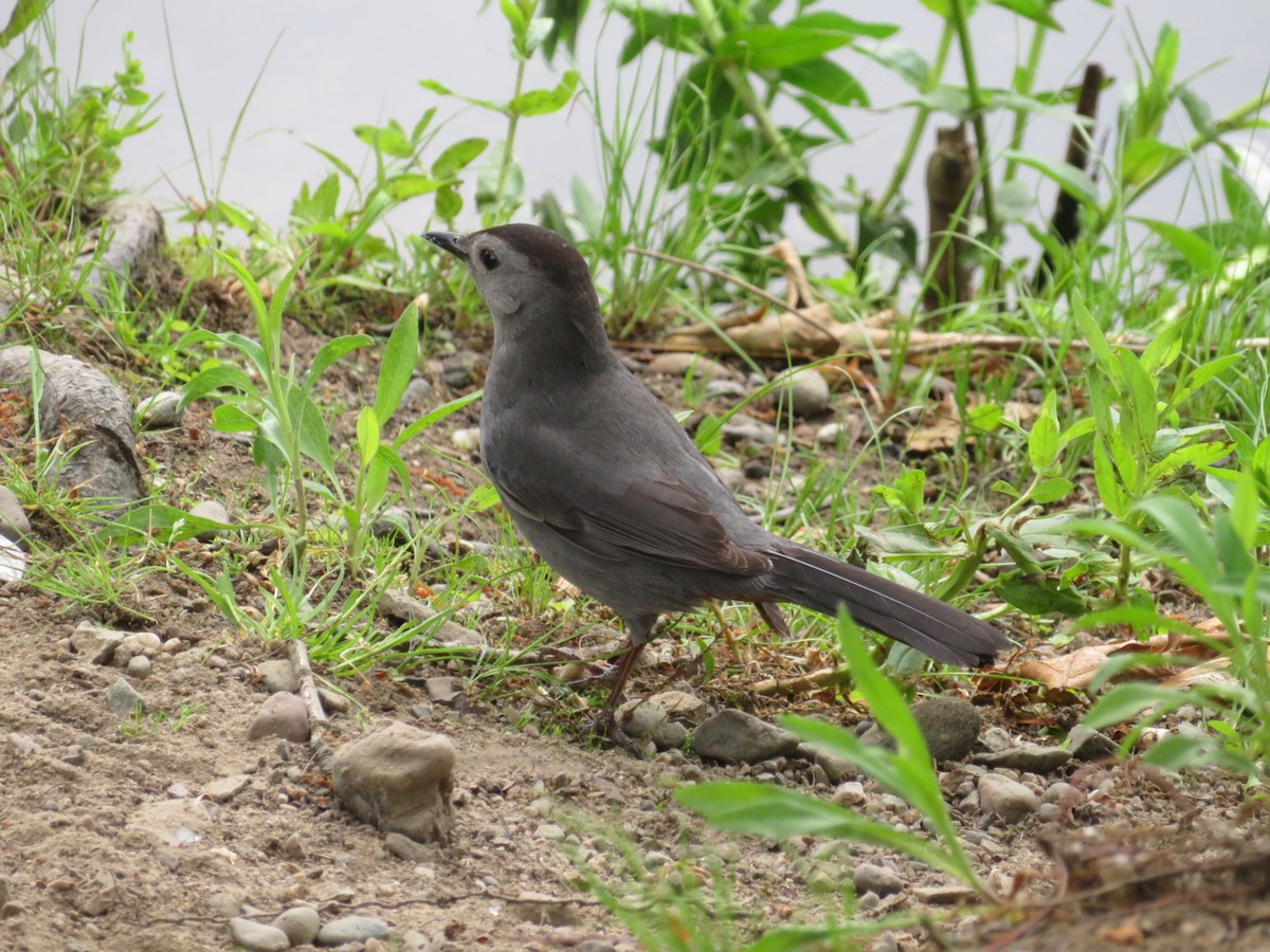 Pájaro Gato Gris - ML582591781