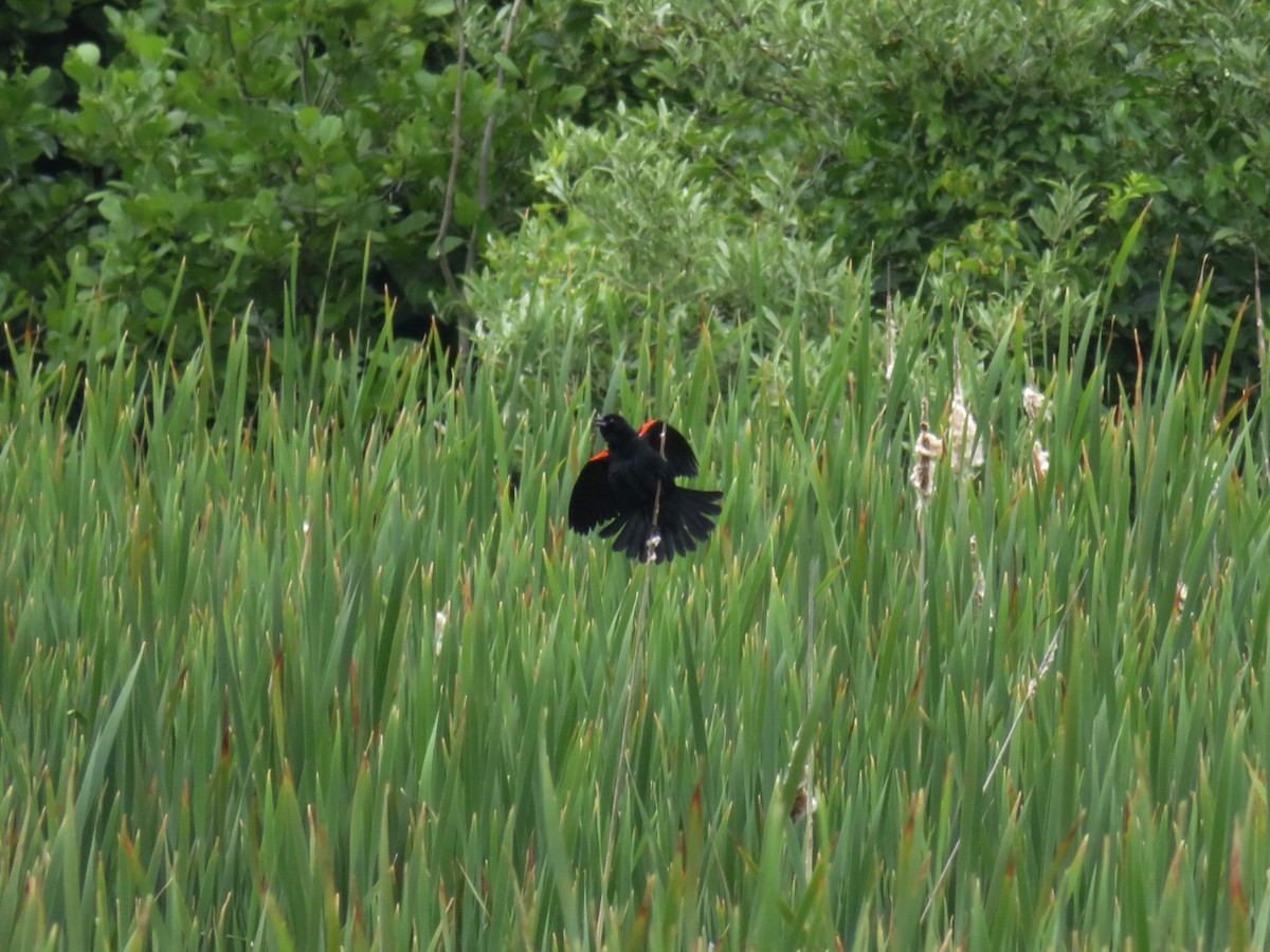 Red-winged Blackbird (Red-winged) - Deb Caron