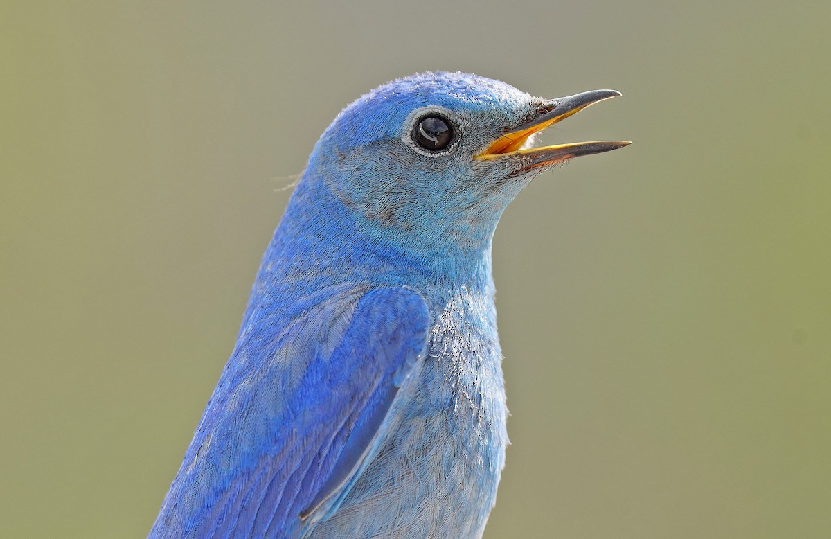 Mountain Bluebird - ML582591971