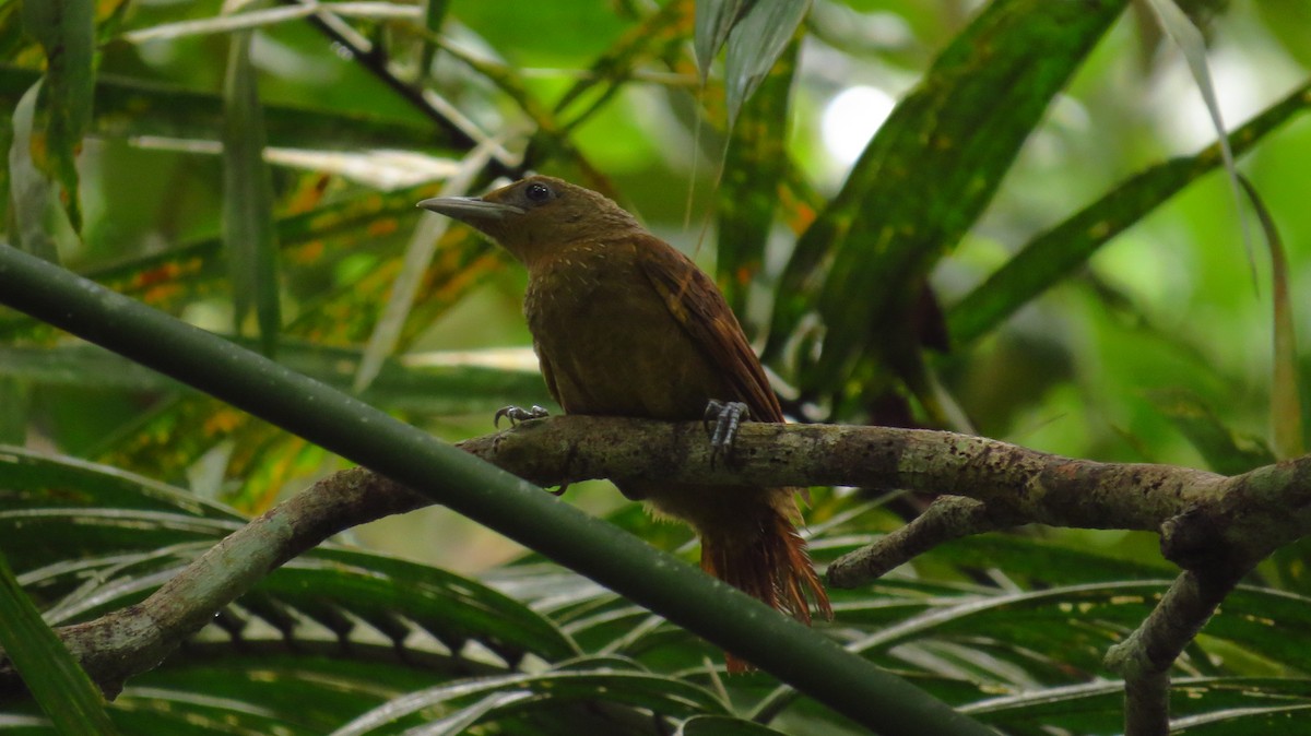 Cinnamon-throated Woodcreeper - ML58259261