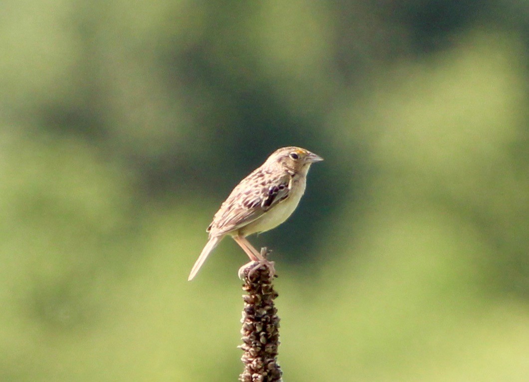 Grasshopper Sparrow - ML582592651