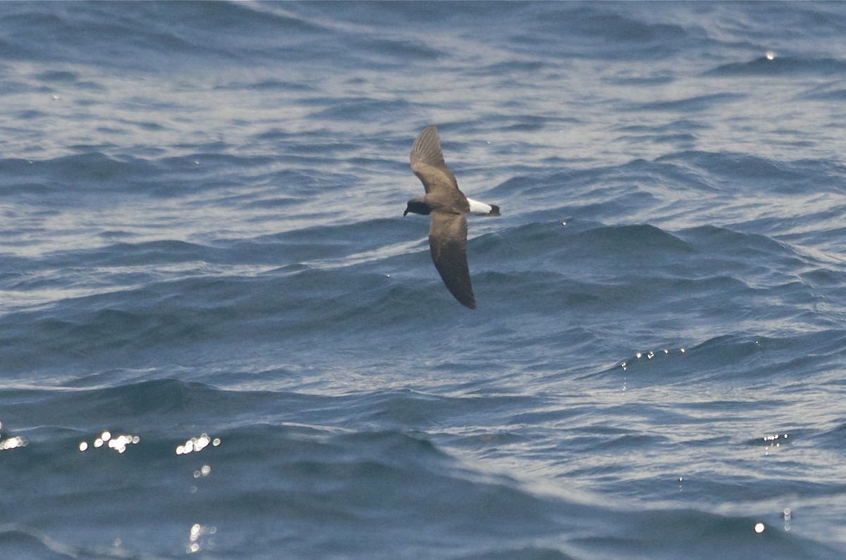 Wedge-rumped Storm-Petrel - Jan Cubilla