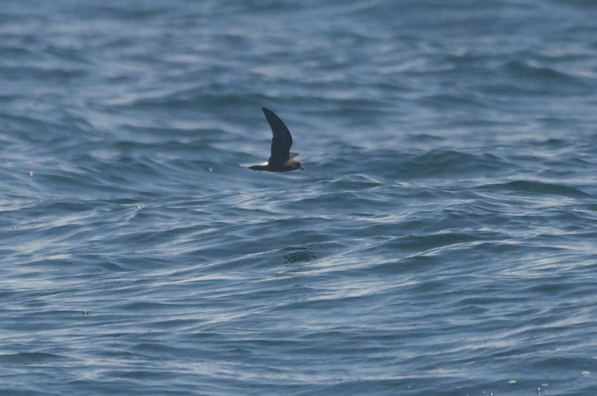 Wedge-rumped Storm-Petrel - ML58259391