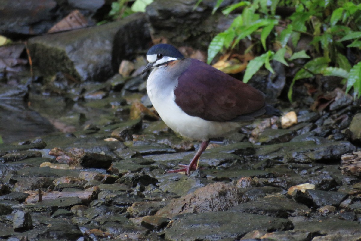 Colombe violacée - ML58259401