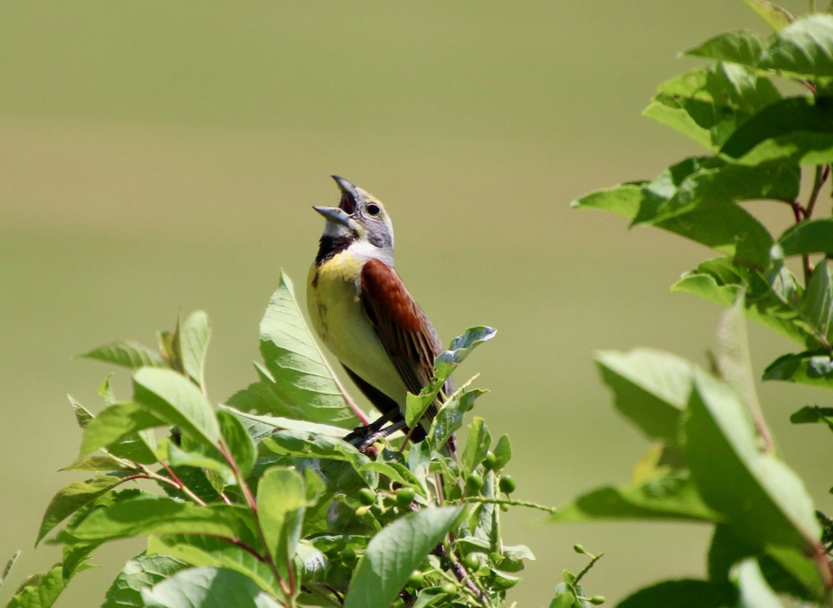 Dickcissel - ML582594551