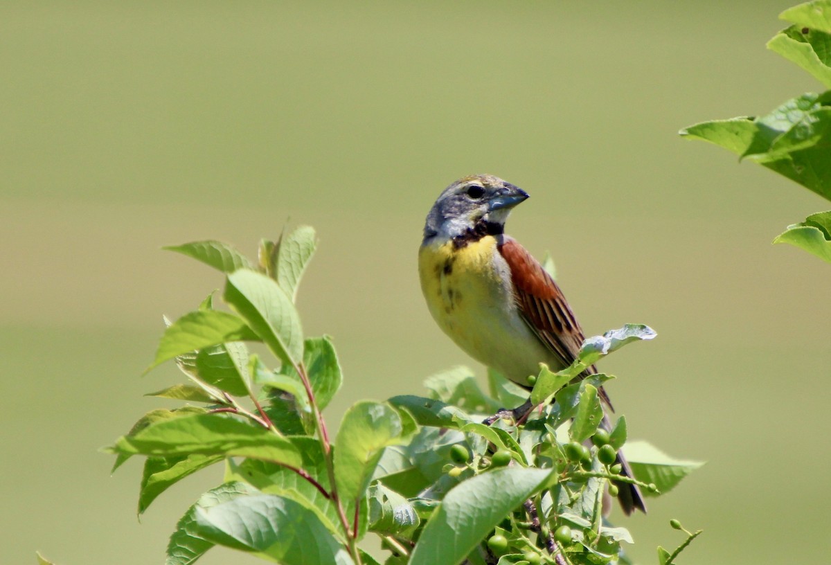 Dickcissel - ML582594661