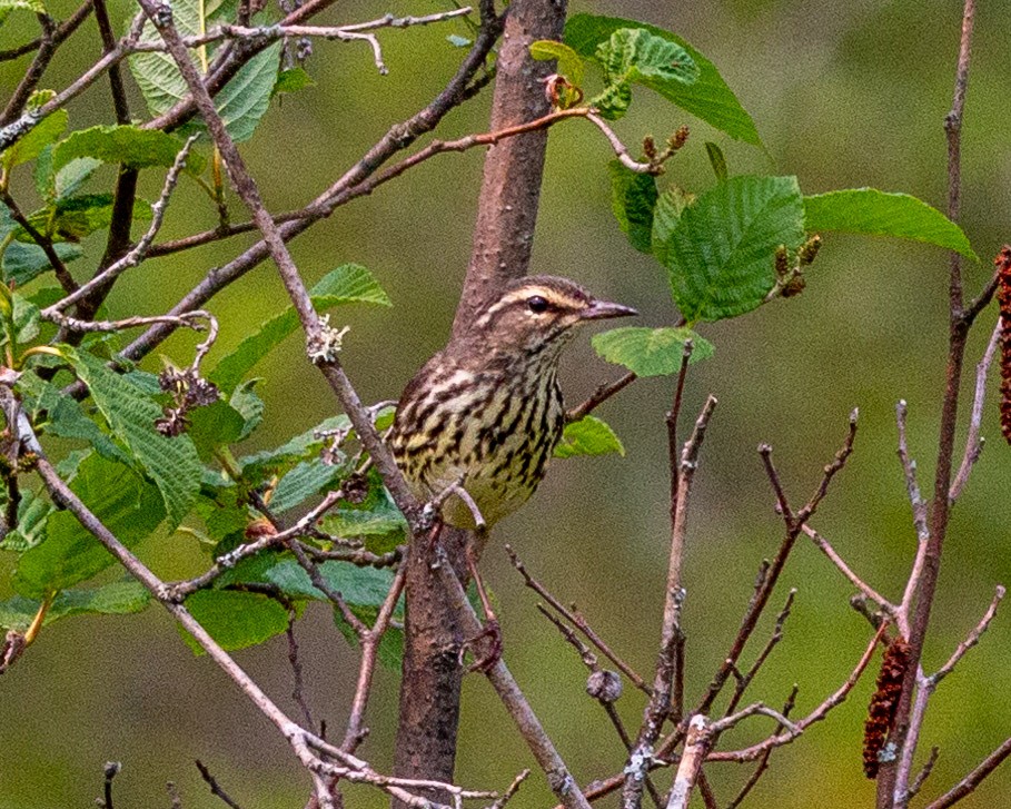 Northern Waterthrush - ML582595081