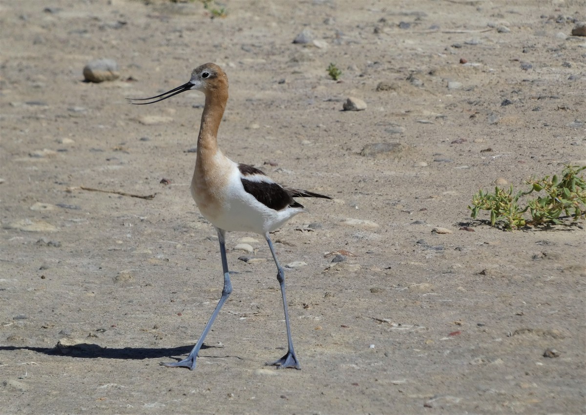 American Avocet - Judy Lazarus Yellon